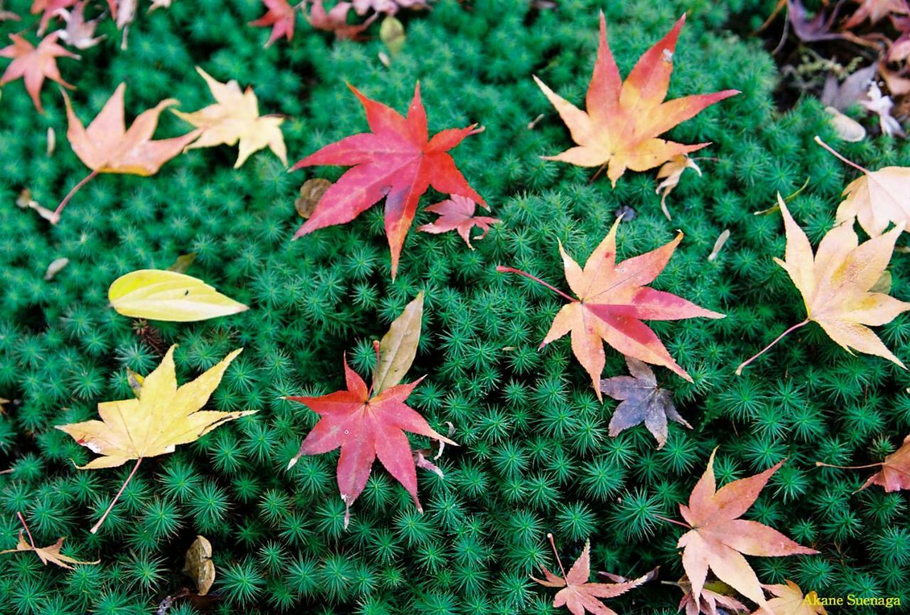 Kyoto Home Higashikujo Exteriör bild